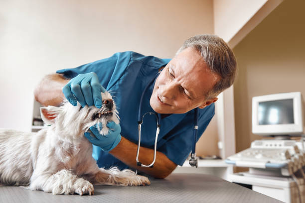  Sandy Oaks, TX Emergency Dentist Pros